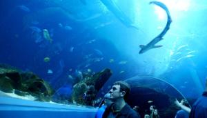 aquarium-tunnel-2 aquarium-tunnel-2