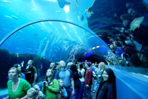 aquarium-tunnel