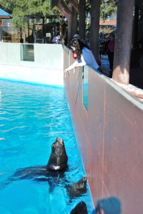 Seaworld Year's Eve 018