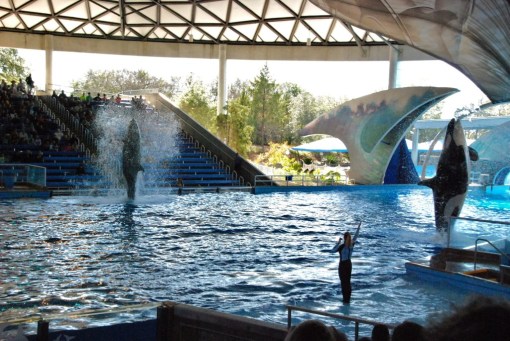 Seaworld Year's Eve 142