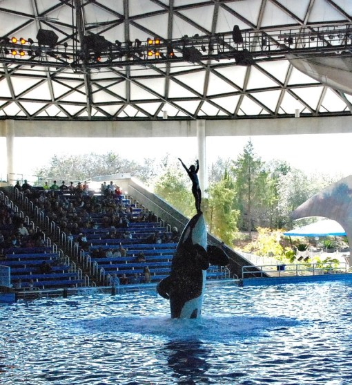 Seaworld Year's Eve 149