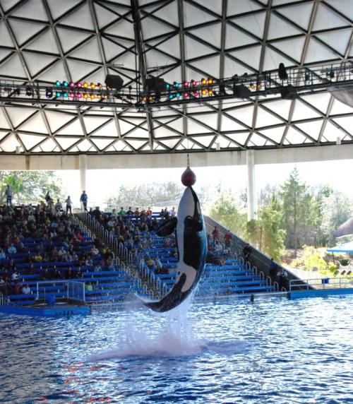 Seaworld Year's Eve 170