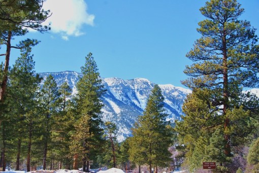 MT. Charleston, NV 036