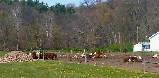 IMG00133-20100415-1134